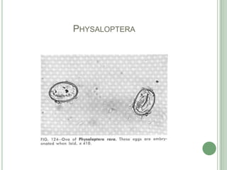 Physaloptera