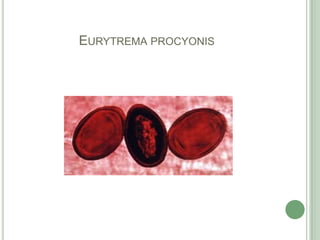 Eurytremaprocyonis