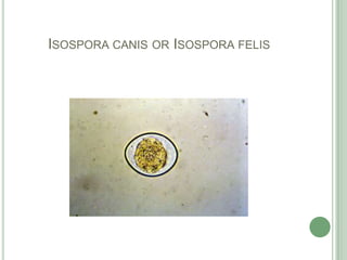 Isosporacanis or Isosporafelis