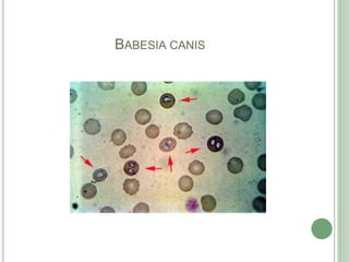 Babesiacanis