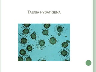Taeniahydatigena