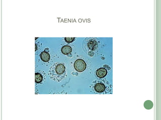 Taeniaovis