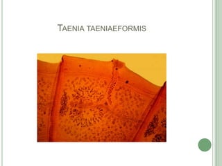 Taeniataeniaeformis