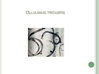 Ollulanustricuspis