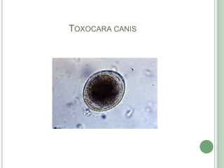 Toxocaracanis