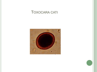 Toxocaracati