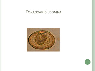 Toxascarisleonina