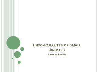 Endo-Parasites of Small Animals Parasite Photos 