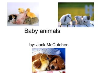 Baby animals

 by: Jack McCutchen
 
