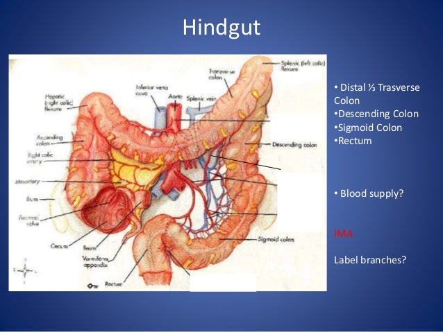 Small bowel obstruction cases - Julie Cornish stomach diagram no labels 