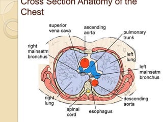 Cross Section Anatomy of the
Chest
 