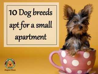 10Dog breeds
apt for a small
apartment
 
