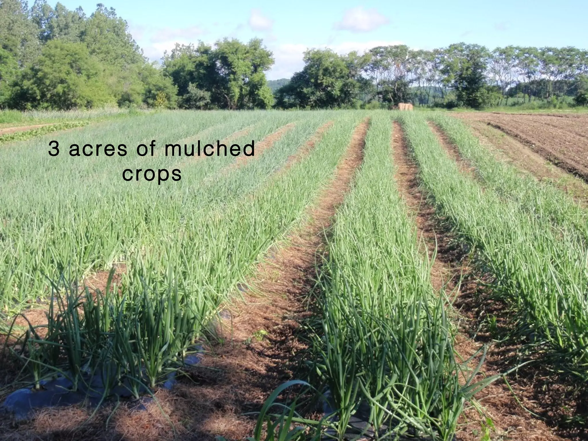 3 acres of mulched
crops

 