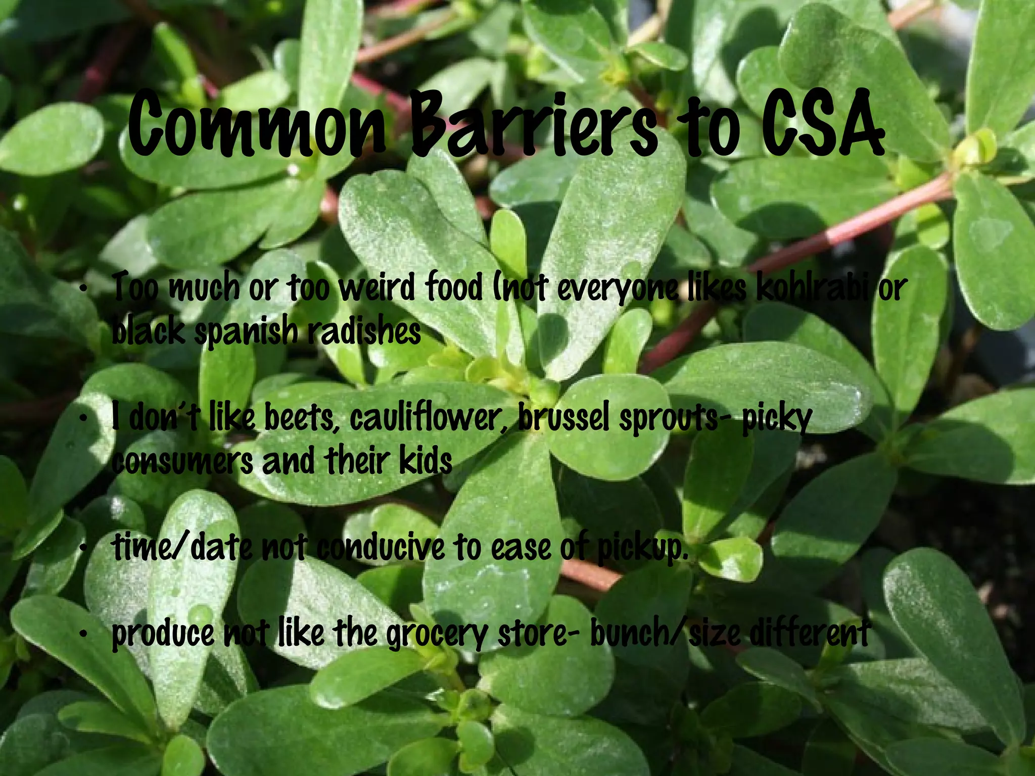Common Barriers to CSA
•

Too much or too weird food (not everyone likes kohlrabi or
black spanish radishes

•

I don’t like beets, cauliflower, brussel sprouts- picky
consumers and their kids

•

time/date not conducive to ease of pickup.

•

produce not like the grocery store- bunch/size different

 