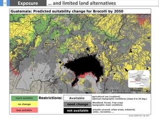 Road map how adaptationstrategiescan be used(deriving a framework)Beneficiaries (case studies)Guatemala frozen vegetable value chain