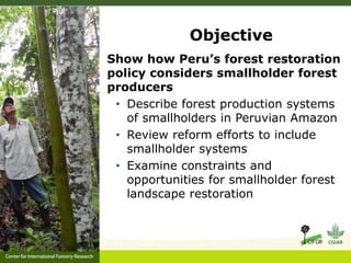 Forest policy reform to enhance smallholder participation in landscape restoration: The Peruvian case