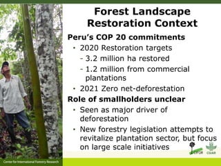 Forest policy reform to enhance smallholder participation in landscape restoration: The Peruvian case
