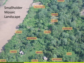 Forest policy reform to enhance smallholder participation in landscape restoration: The Peruvian case