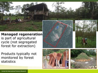 Forest policy reform to enhance smallholder participation in landscape restoration: The Peruvian case