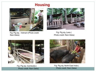 Sharing lessons of smallholders’ pig system in South Asia and Southeast Asia: A review