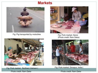 Sharing lessons of smallholders’ pig system in South Asia and Southeast Asia: A review