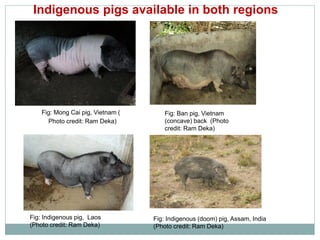 Sharing lessons of smallholders’ pig system in South Asia and Southeast Asia: A review