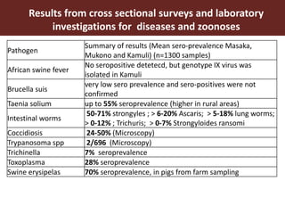 Smallholder pig value chain approach for the control of African swine fever and other pig diseases: The case of Uganda 