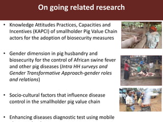 Smallholder pig value chain approach for the control of African swine fever and other pig diseases: The case of Uganda 