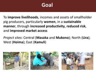 Smallholder pig value chain approach for the control of African swine fever and other pig diseases: The case of Uganda 