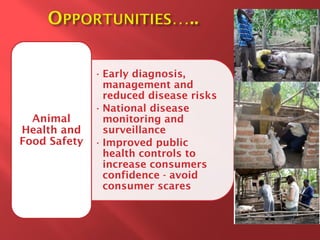 Smallholder pig value chain development in Uganda 