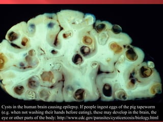 Smallholder pig value chain development in Uganda 