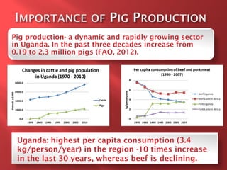 Smallholder pig value chain development in Uganda 