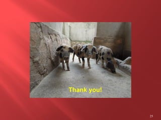 Smallholder pig value chain development in Uganda 