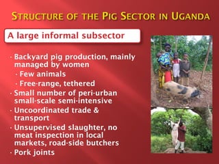 Smallholder pig value chain development in Uganda 
