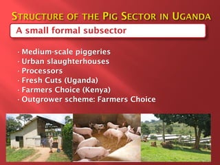 Smallholder pig value chain development in Uganda 