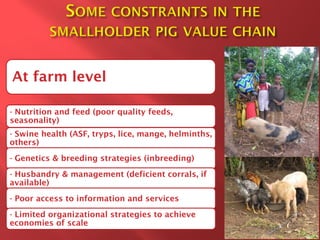 Smallholder pig value chain development in Uganda 