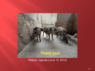 Smallholder pig value chain R4D projects in Uganda