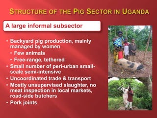 Smallholder pig value chain R4D projects in Uganda