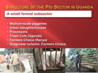 Smallholder pig value chain R4D projects in Uganda