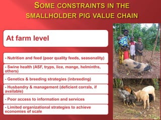 Smallholder pig value chain R4D projects in Uganda
