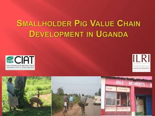 Smallholder pig value chain R4D projects in Uganda