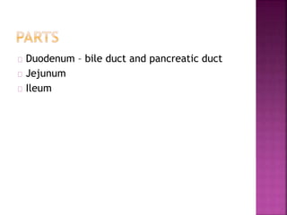 Duodenum – bile duct and pancreatic duct
Jejunum
Ileum
 