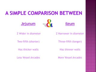 Jejunum
Z Wider in diameter
Two-fifth (shorter)
Has thicker walls
Less Vessel Arcades
ileum
Z Narrower in diameter
Three-fifth (longer)
Has thinner walls
More Vessel Arcades
 