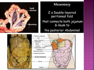 Mesentery
Z a Double-layered
peritoneal fold
that connects both jejunum
& ileum to
the posterior Abdominal
wall
 