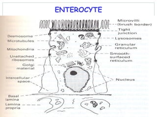 ENTEROCYTE
 