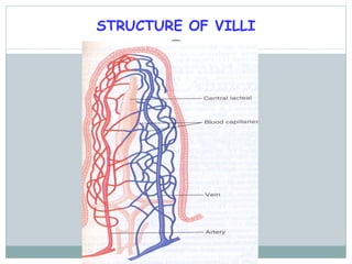 STRUCTURE OF VILLI
 