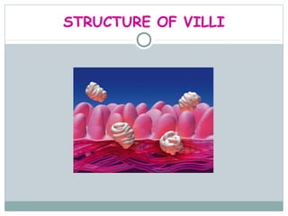 STRUCTURE OF VILLI
 