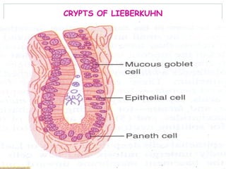CRYPTS OF LIEBERKUHN
 
