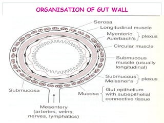 ORGANISATION OF GUT WALL
 