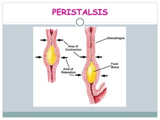 PERISTALSIS
 